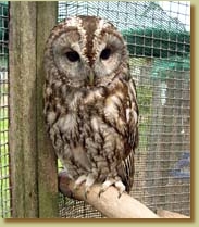 Tawny Owl, Strix aluco, captive