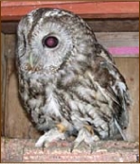 tawny owl, strix aluco, grey phase