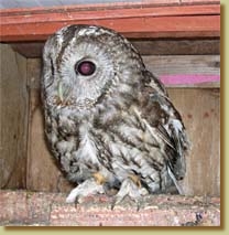 Tawny Owl, Strix aluco, grey phase, captive