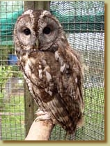 Tawny Owl, Strix aluco, captive