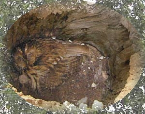 tawny owl, strix aluco, apple tree, nest, cavity, mother, chick, Hrsovo, Croatia, pic, photo, Darkec