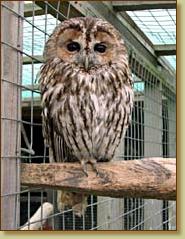 Tawny Owl, Strix aluco