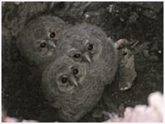 tawny owl, strix aluco, apple tree, nest, cavity, chick, Hrsovo, Croatia, pic, photo, Darkec