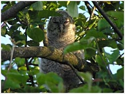 tawny owl, strix aluco, apple tree, fledgling, Hrsovo, Croatia, pic, photo, Darkec