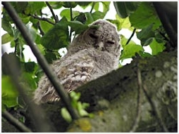 tawny owl, strix aluco, apple tree, fledgling, Hrsovo, Croatia, pic, photo, Darkec