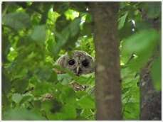 tawny owl, strix aluco, fledgling, Hrsovo, Croatia, pic, photo, Darkec