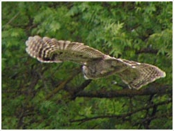 tawny owl, strix aluco, fledgling, fly, Hrsovo, Croatia, pic, photo, Darkec