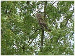 tawny owl, strix aluco, fledgling, juvenile, Hrsovo, Croatia, pic, photo, Darkec