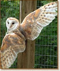 barn owl, tyto alba, wing