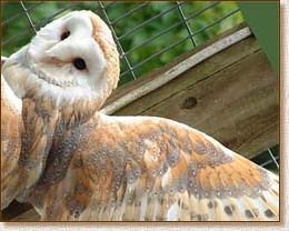 barn owl, tyto alba, wing