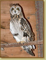 Short-eared Owl, Asio flammeus