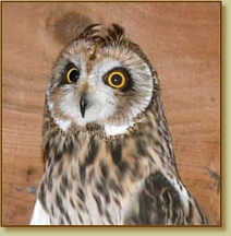 Short-eared Owl, Asio flammeus