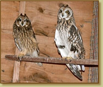 Short-eared Owl, Asio flammeus, pair