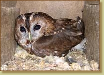 Tawny Owl, Strix aluco