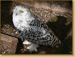 Snowy Owl, Nyctea scandiaca, female