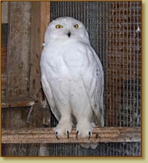 Snowy Owl, Nyctea scandiaca, male