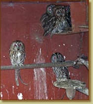 Tawny Owl, Strix aluco