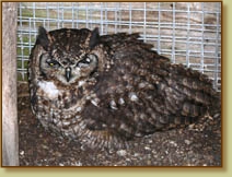 Spotted Eagle Owl, African Eagle Owl, Bubo africanus