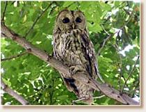 Tawny Owl, Strix aluco, owl, Croatia, pic, photo, Vesna Zadravec