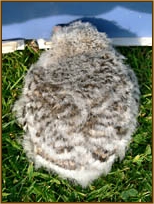 Tawny Owl, Strix aluco, chick