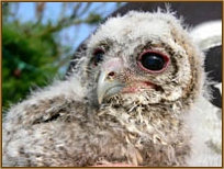 Tawny Owl, Strix aluco, chick, face, head