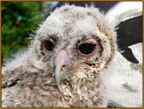 Tawny Owl, Strix aluco, chick, face, head