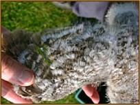 Tawny Owl, Strix aluco, chick, wing