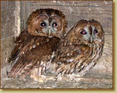 Tawny Owl, Strix aluco