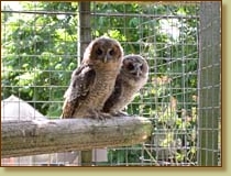 Tawny Owl, Strix aluco, fledgling