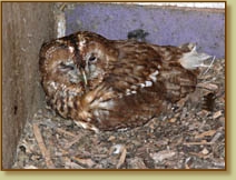 Tawny Owl, Strix aluco, mother, brooding