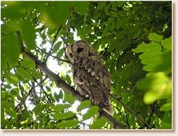 Tawny Owl, Strix aluco, owl, Croatia, pic, photo, Vesna Zadravec