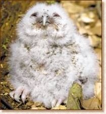 BuxtonOwlChick