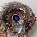 Tawny Owl, Strix aluco, juvenile, Sophie, owl