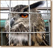 European Eagle Owl, Bubo bubo, captive, head