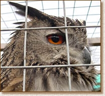 European Eagle Owl, Bubo bubo, head, captive