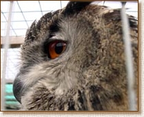 european eagle owl, bubo bubo, captive