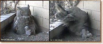 great horned owl, nesting, chicks