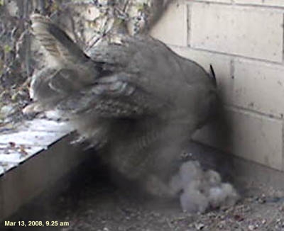 great horned owl, chicks