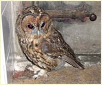 Tawny Owl, Strix aluco, young owl, development, Sophie