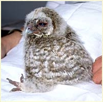 Tawny Owl, Strix aluco, juvenile, chick, development