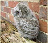 Tawny Owl, Strix aluco, chick, nestling, young owl, development