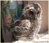 Tawny Owl, Strix aluco, chick, nestling, fledge, fledging, fledgling, young owl, development, Sophie