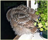 Tawny Owl, Strix aluco, chick, nestling, fledge, fledging, fledgling, young owl, development, wing, Sophie