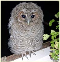 Tawny Owl, Strix aluco, chick, nestling, fledge, fledging, fledgling, young owl, development, Sophie