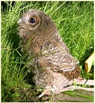 Tawny Owl, Strix aluco, chick, fledgling, young owl, development, Sophie