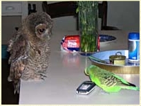 Tawny Owl, Strix aluco, chick, fledgling, young owl, development, Sophie, budgie, budgerigar