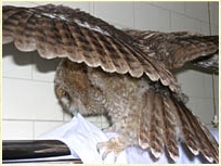 Tawny Owl, Strix aluco, chick, fledgling, young owl, development, wing, Sophie