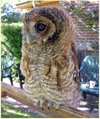 Tawny Owl, Strix aluco, chick, fledgling, young owl, development, Sophie