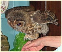 Tawny Owl, Strix aluco, chick, fledgling, young owl, development, Sophie