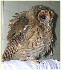 Tawny Owl, Strix aluco, chick, fledgling, young owl, development, Sophie